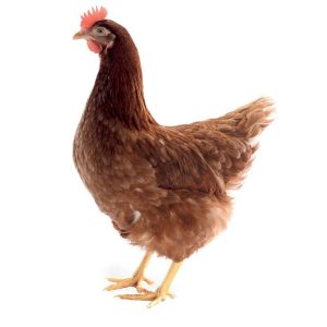 Hnedý znáškový hybrid - Termín Jún
