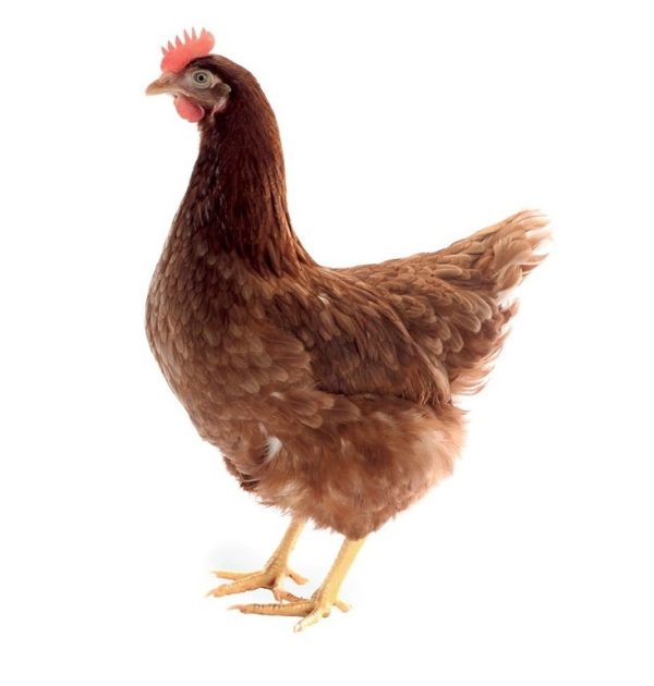 Hnedý znáškový hybrid - Termín Jún